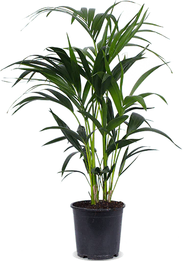 Howea forsteriana (Kentiapalme) (M)