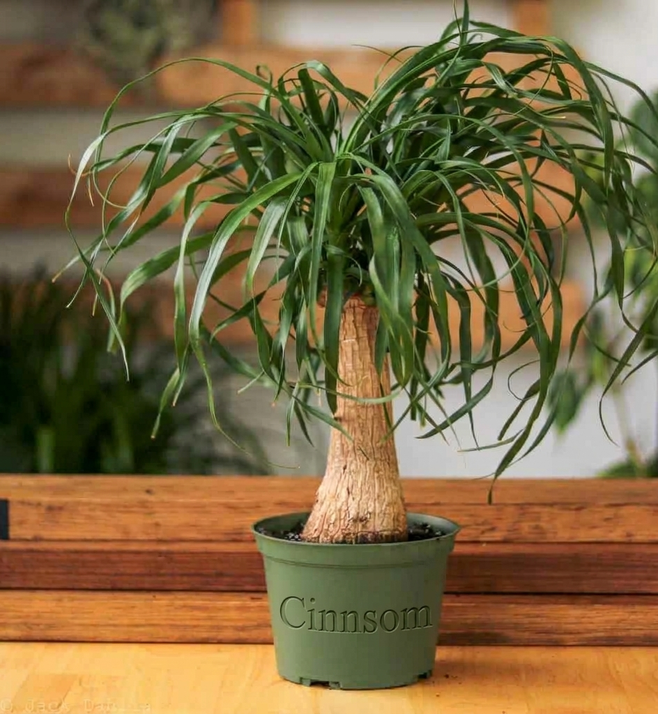 Beaucarnea recurvata 'Pferdeschwanzpalme'