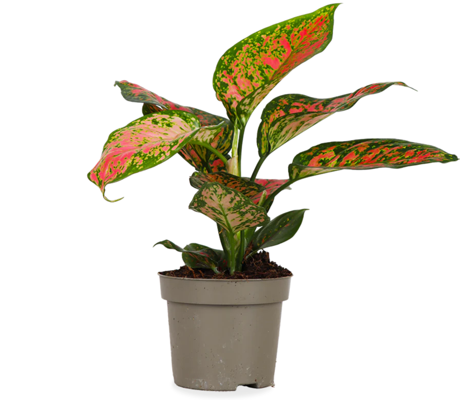 Aglaonema spotted star (Kolbenfaden) (S)