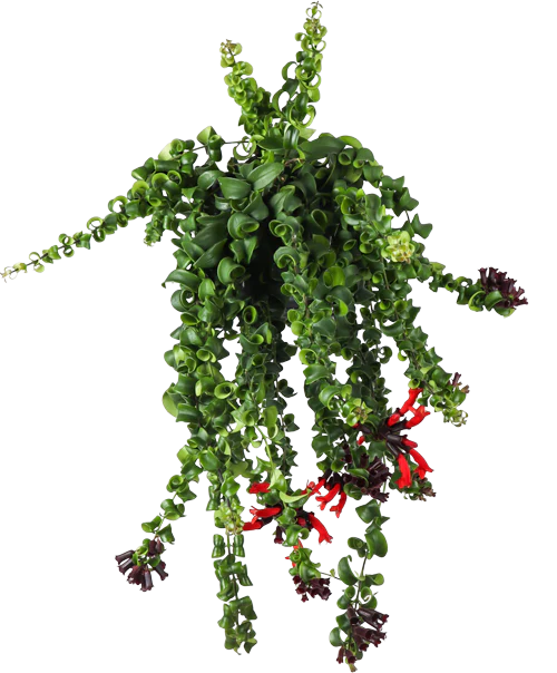 Aeschynanthus Rasta  (Schamblume) (M)