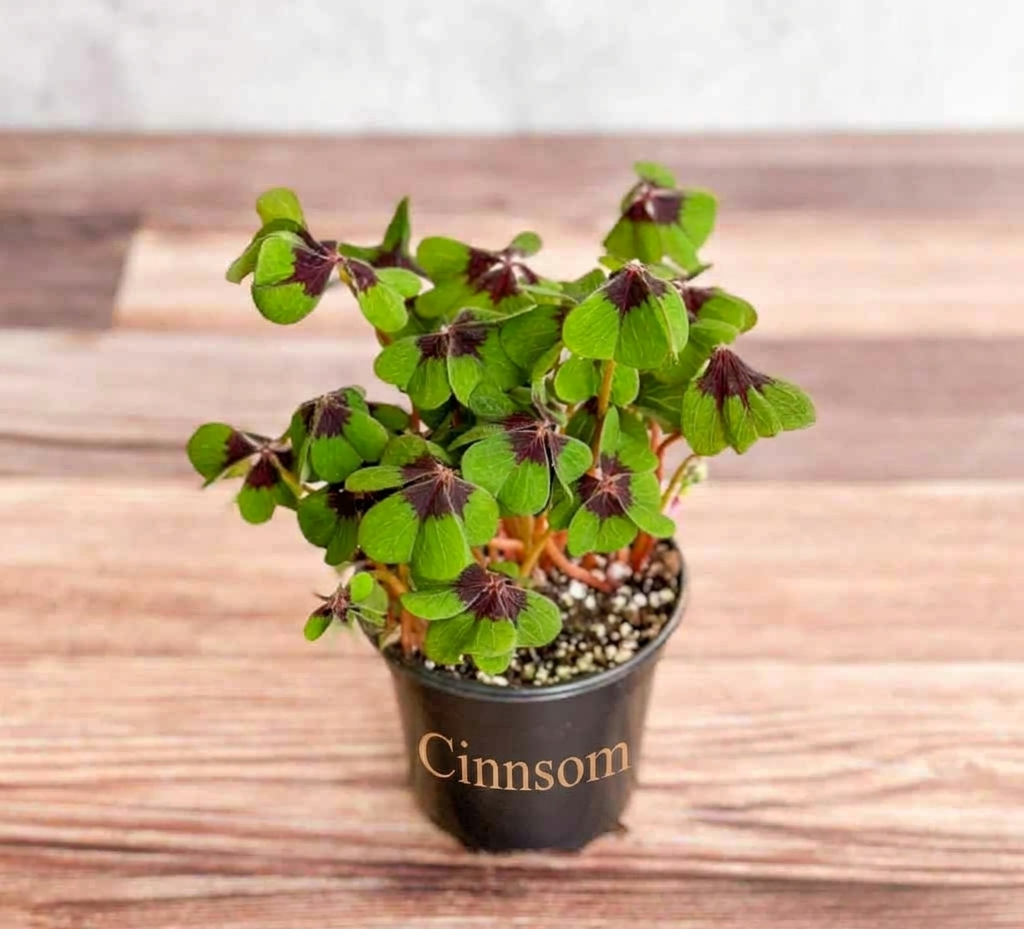 Oxalis tetraphylla - Kleeblatt mit Eisernem Kreuz