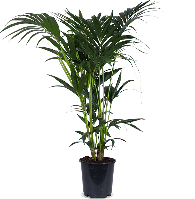 Howea forsteriana (Kentiapalme) (L)