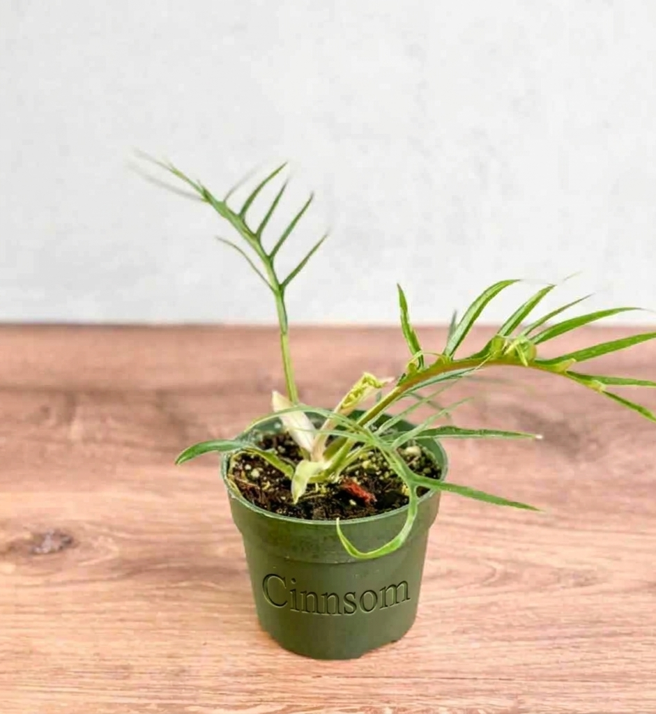 Philodendron 'Tortum' - Philodendron mit Spitzenblättern - 4,5 Zoll