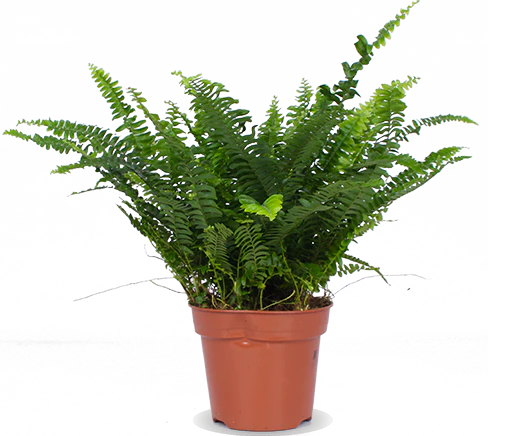 Nephrolepis (Schwertfarn) (S)