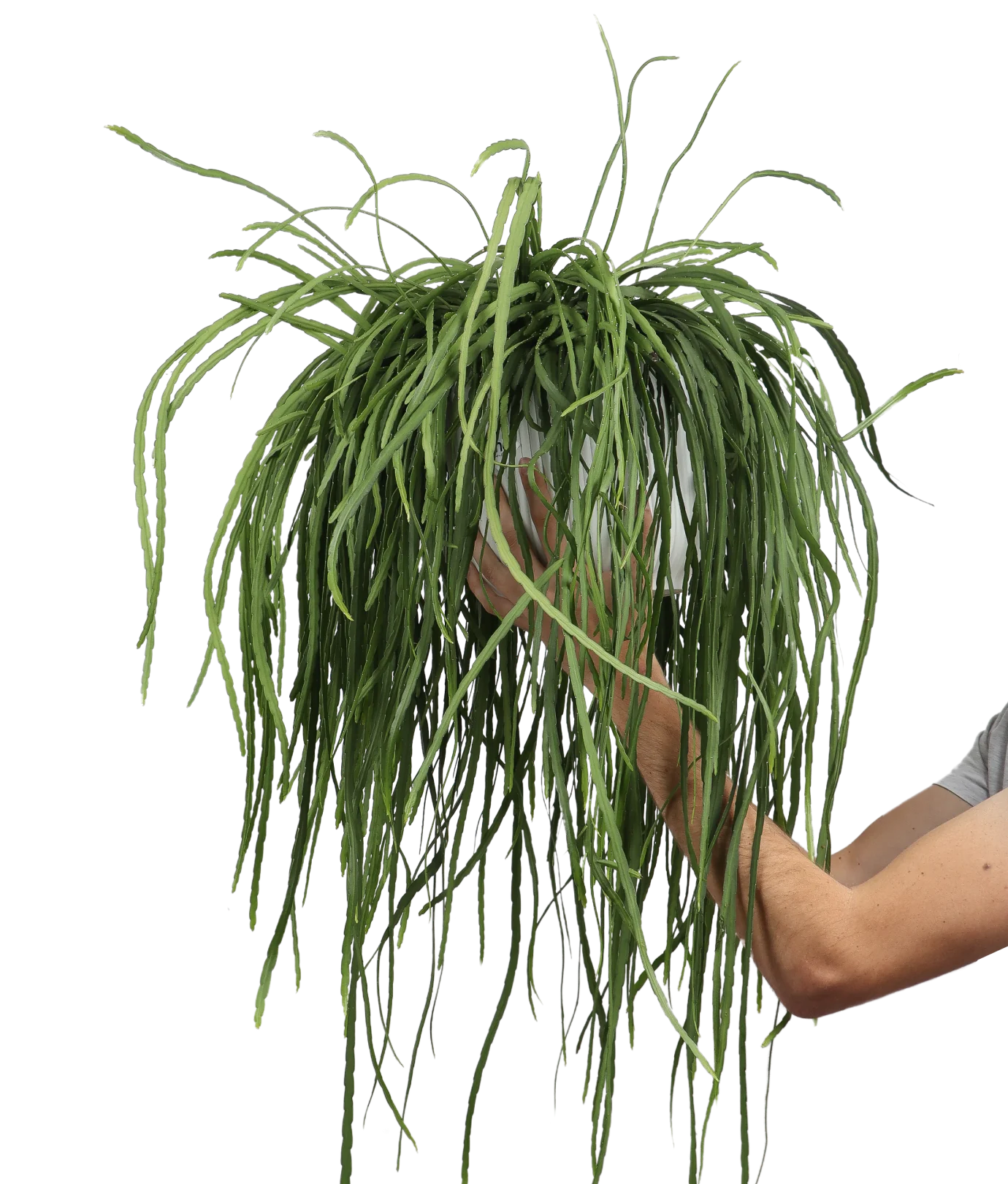 Lepismium bolivianum (Blattkaktus) (M)