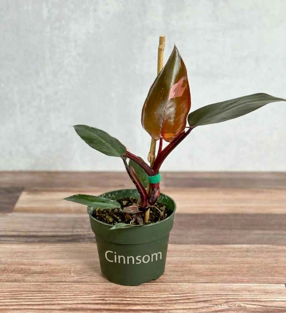 Philodendron Erubescens – „Pink Princess Burgundy“