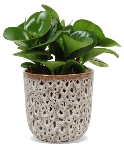 Peperomia obtusifolia (Zwergpfeffer) (S)