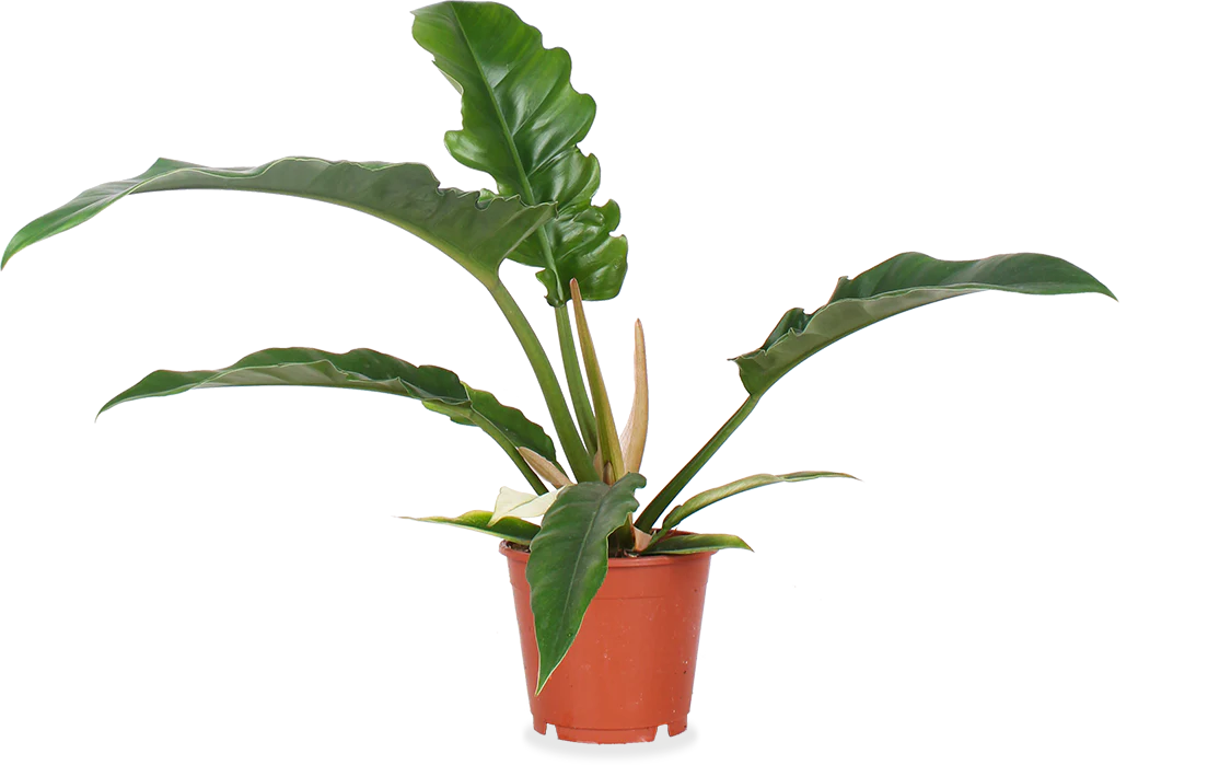Philodendron narrow (Baumfreund) (S)