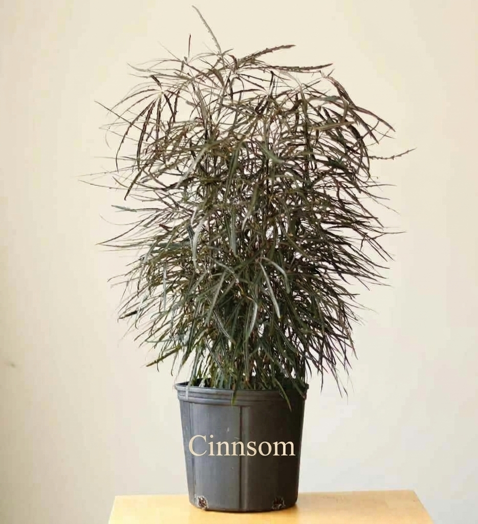 Dizygotheca Elegantissima 'False Aralia' Bodenpflanze