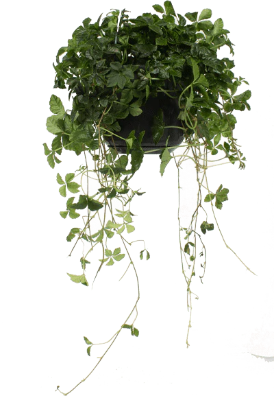 Parthenocissus striata (Jungfernrebe) (S)