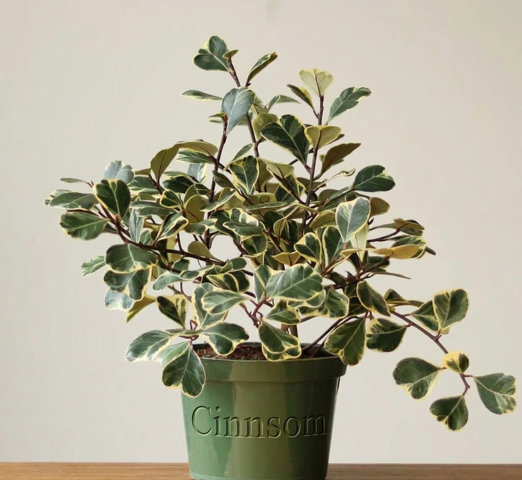 Ficus triangularis 'Variegata'