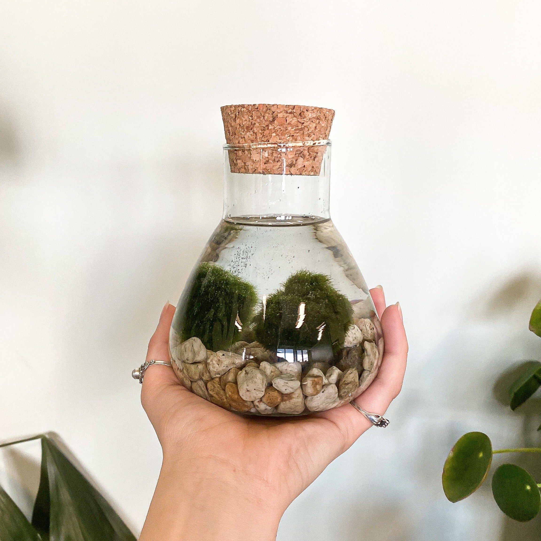 Aegagropila linnaei (Marimo Mooskugel Aquarium) (S)