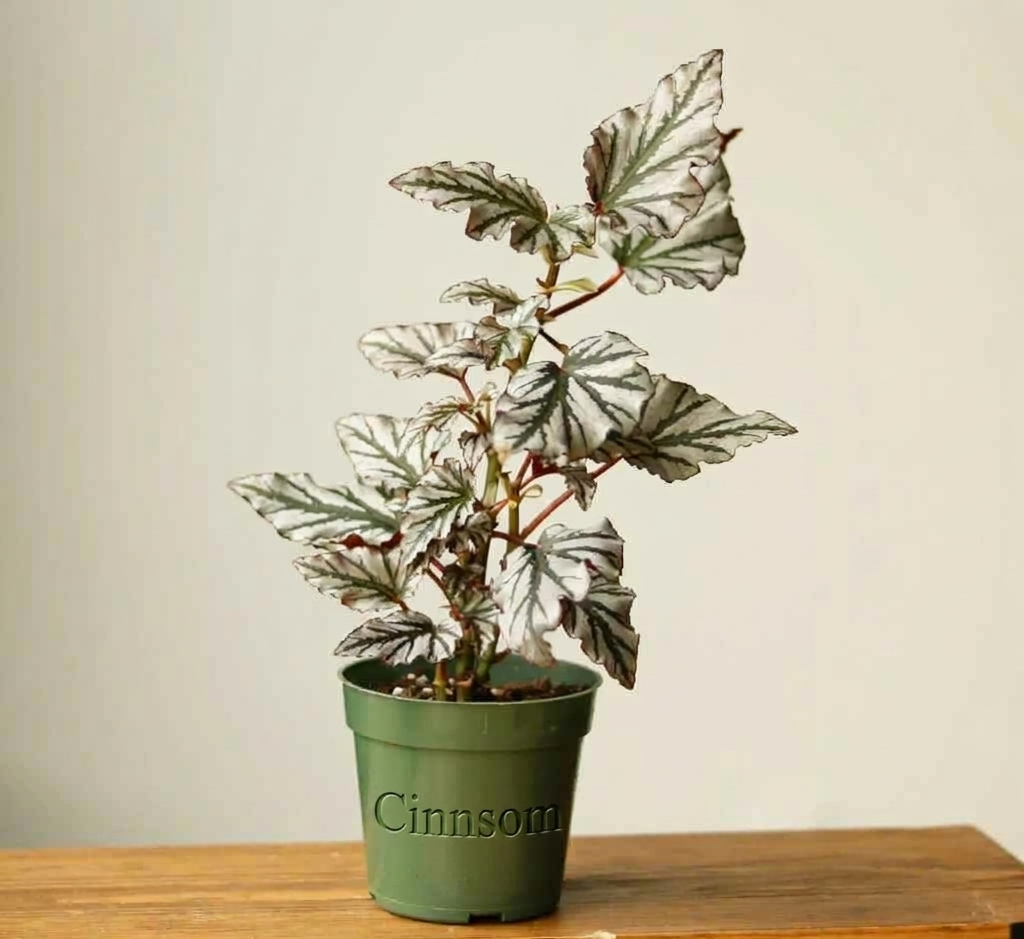 Begonie „Kismet“ – Faserbegonie-Hybride – verschiedene Größen