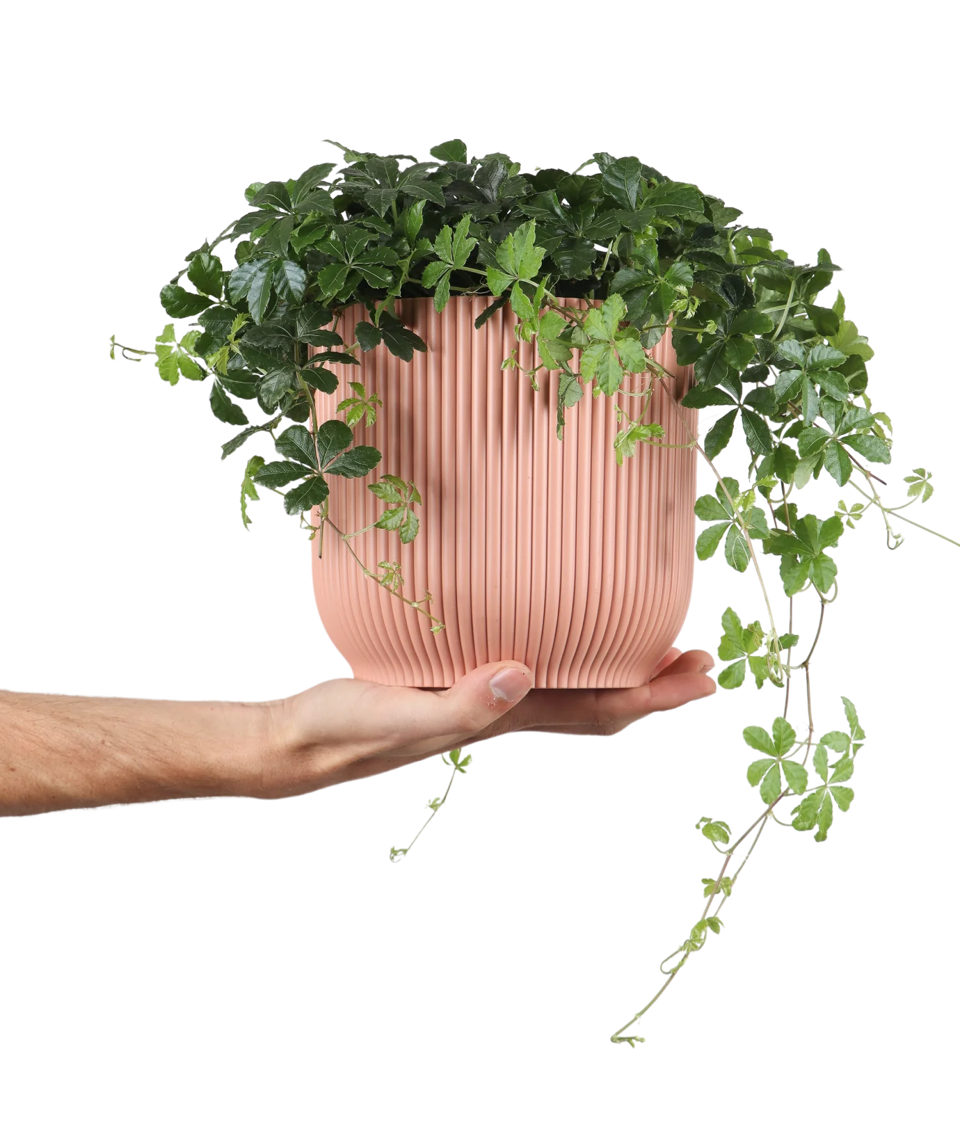 Parthenocissus striata (Jungfernrebe) (S)