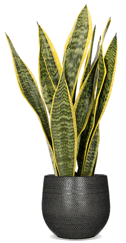 Sansevieria laurentii (Bogenhanf) (S)