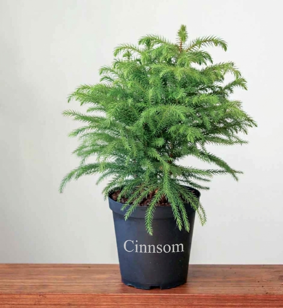 Araucaria heterophylla Norfolktanne - Bodenpflanze