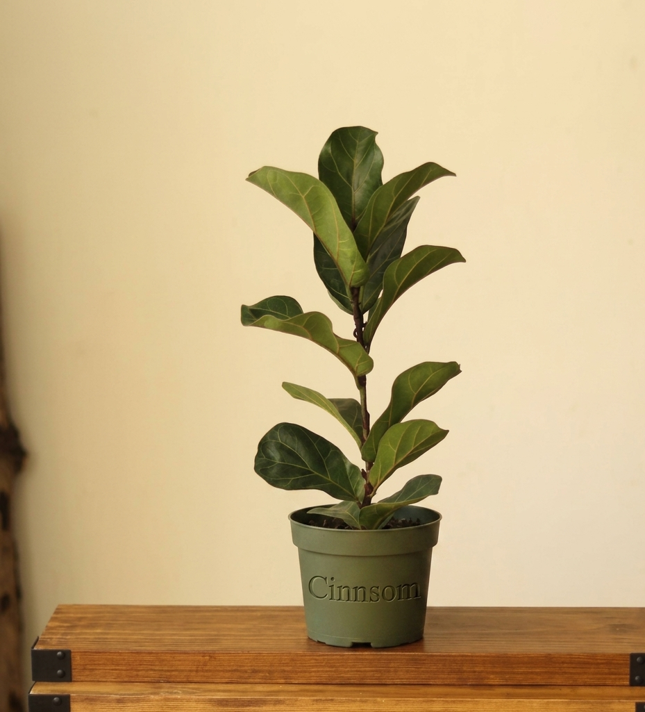 Ficus Lyrata ‚Bambino‘ – Bambino-Geigenblattfeige – verschiedene Größen