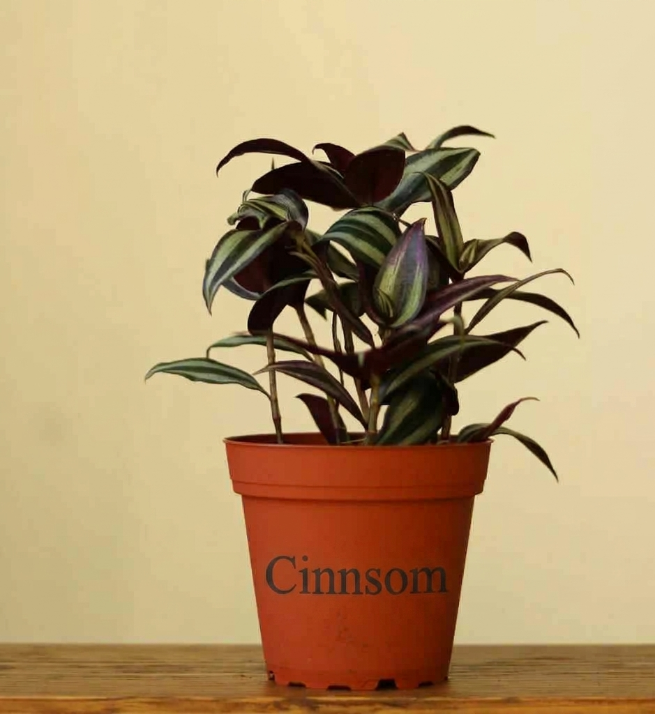 Tradescantia Zebrina „Wandering Dude“