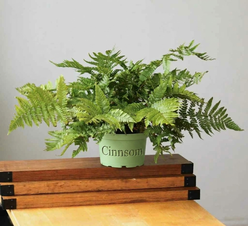 Dryopteris erythrosora - Herbstfarn