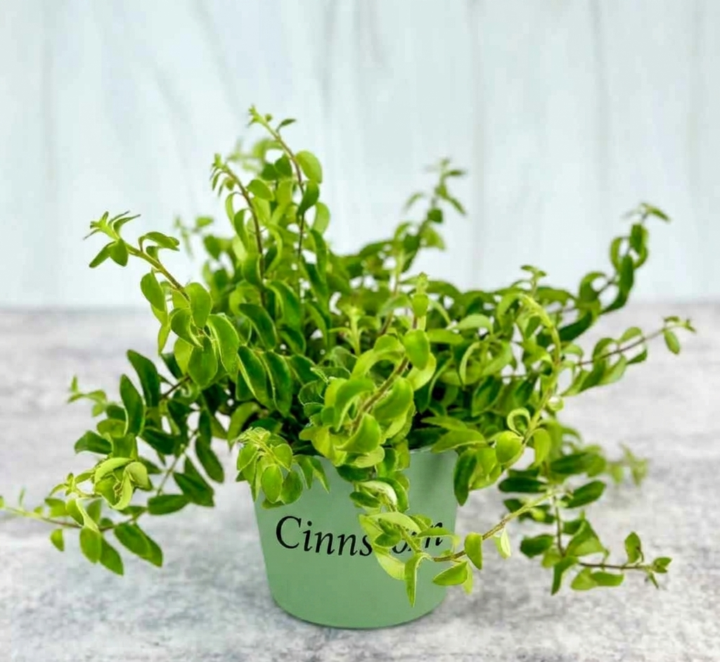 Aeschynanthus radicans 'Rasta', lockige Lippenstiftpflanze – 10 cm