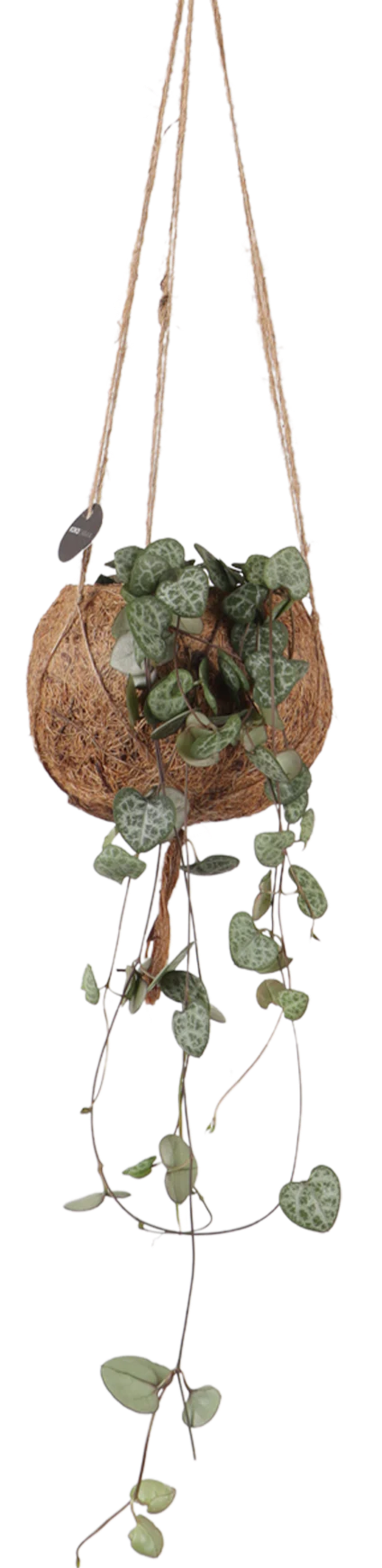 Ceropegia woodii (Leuchterblume) (S)