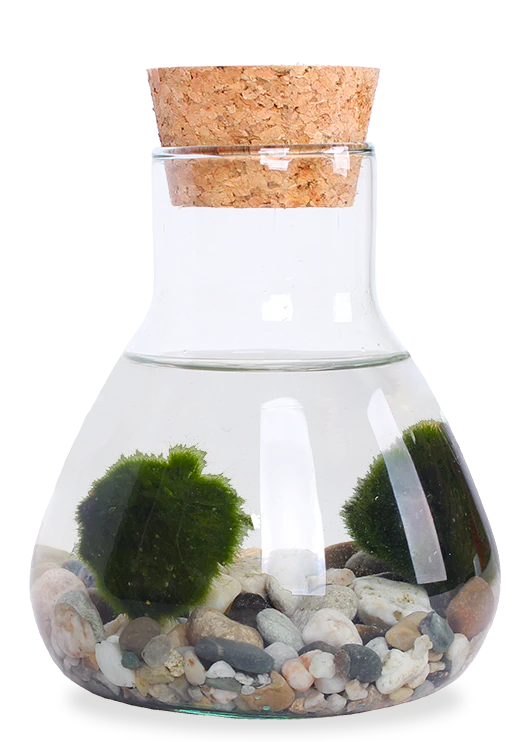 Aegagropila linnaei (Marimo Mooskugel Aquarium) (S)