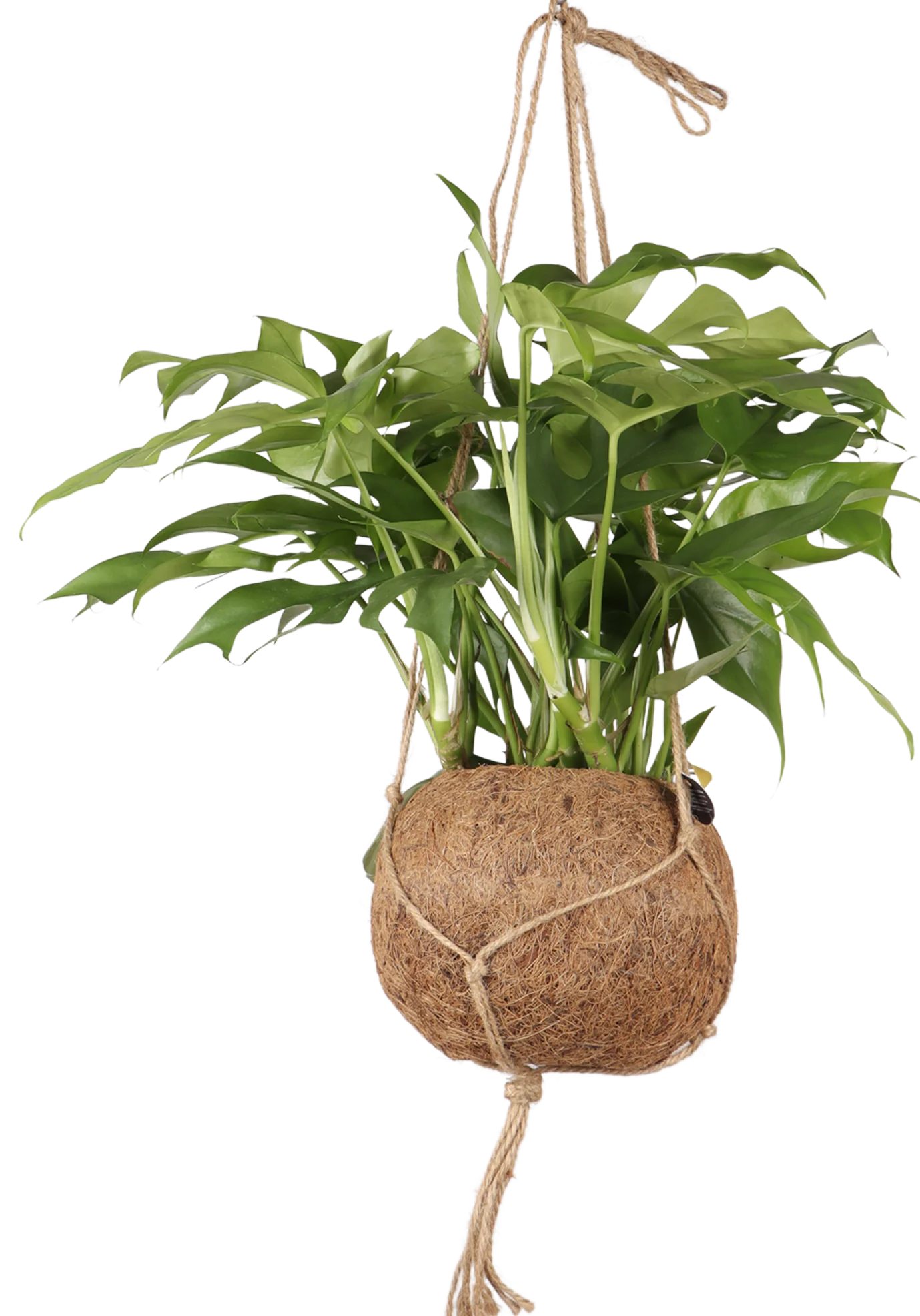 Monstera Minima Kokodama (S)
