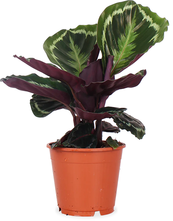 Calathea medallion (Korbmarante) (S)