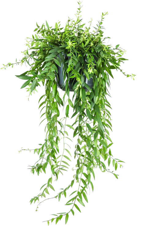 Aeschynanthus Japhrolepis (Schamblume) (M)