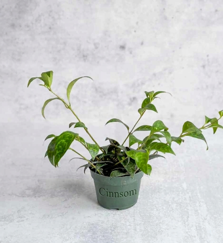 Aeschynanthus Longicaulis - Lippenstiftpflanze „Schwarze Pagode“ - 4 Zoll