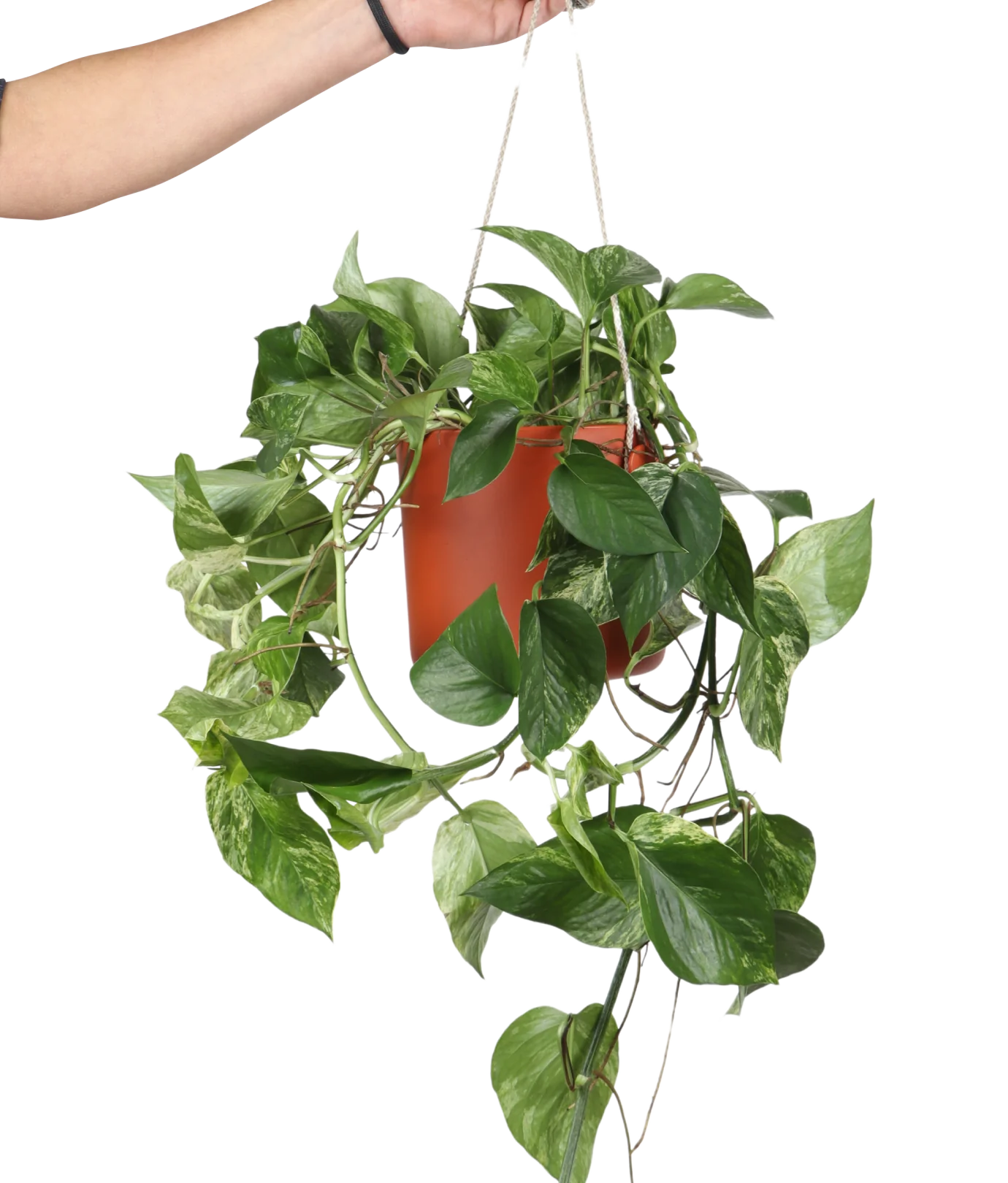 Epipremnum pinnatum marble queen (Efeutute) (M)