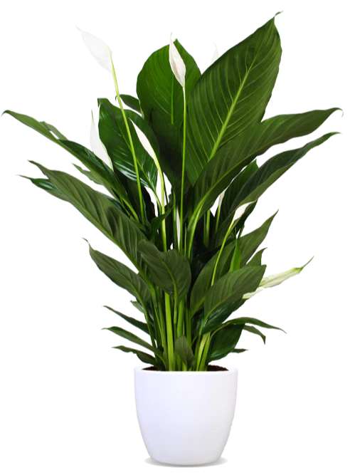 Spathiphyllum lauretta (Einblatt) (M)