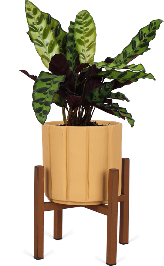 Calathea Insignis (Lancifolia) (S)