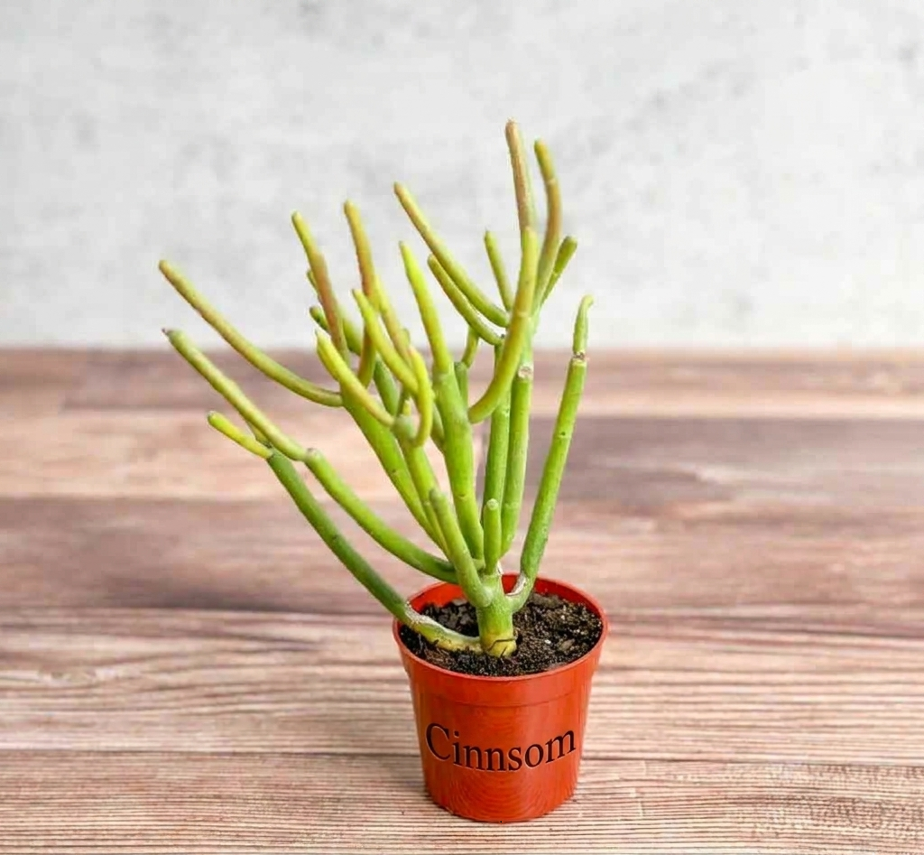 Euphorbia tirucalli - Feuerstabkaktus - Red Blaze - Verschiedene Größen