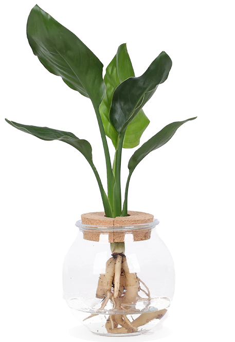 Strelitzia nicolai in Wasser (Paradiesvogelblume) (S)