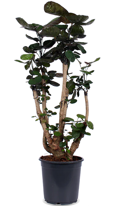 Polyscias fabian (Fiederaralie) (M)