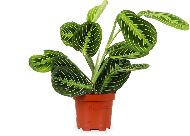 Maranta Lemon Lime (Pfeilwurz)