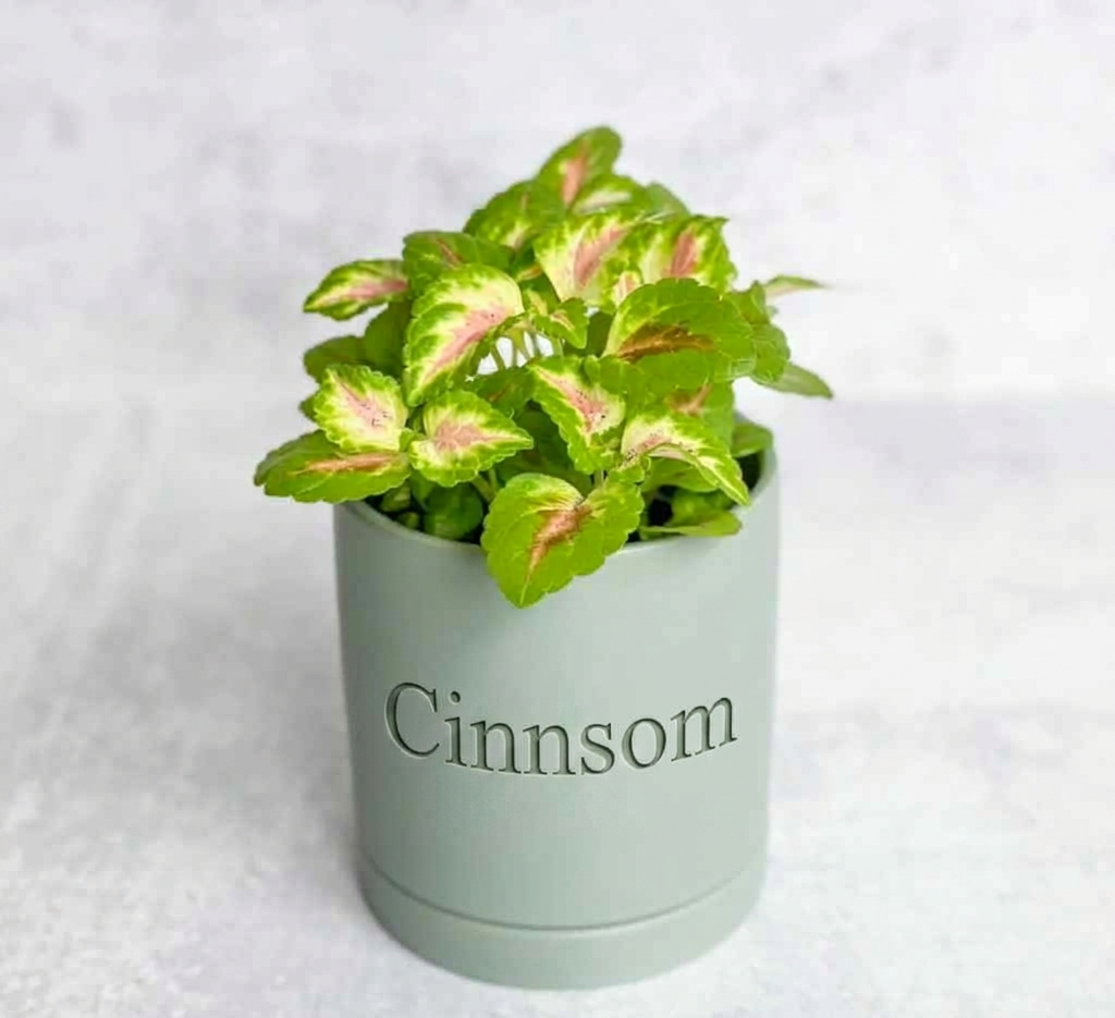 Coleus Wizard Coral - Zaubererkoralle Sonnenschein Coleus