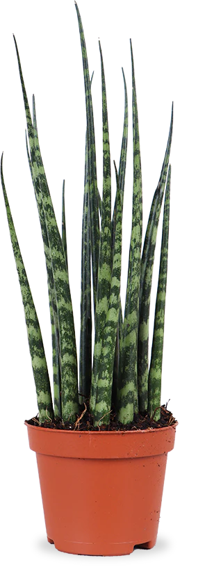 Sansevieria fernwood mikado (Bogenhanf) (XS)