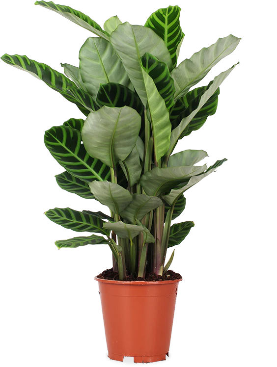 Calathea zebrina (Korbmarante) (M)