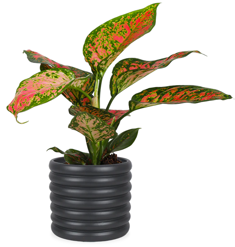 Aglaonema spotted star (Kolbenfaden) (S)
