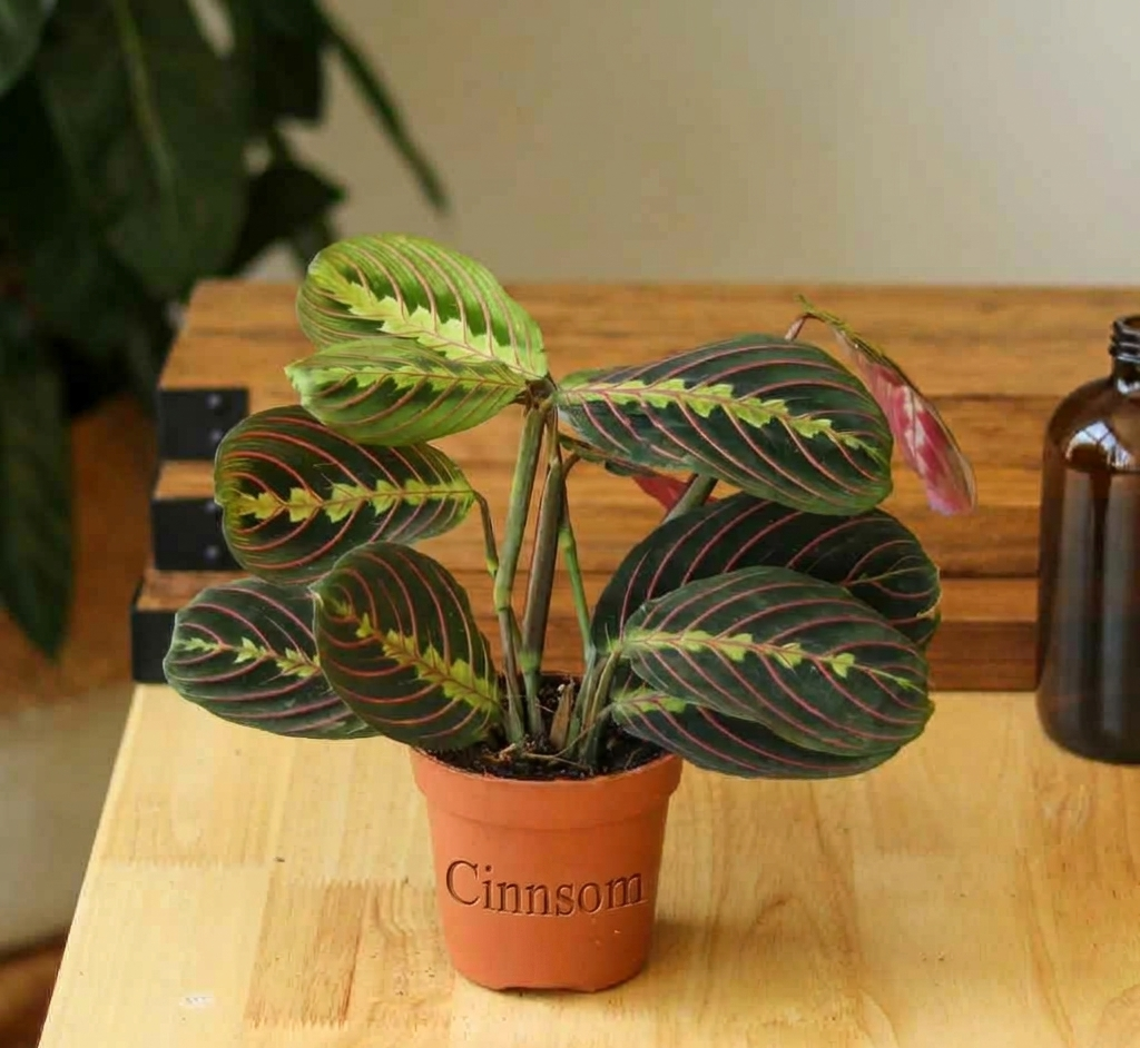 Maranta Leuconeura „Rote Gebetspflanze“ – verschiedene Größen