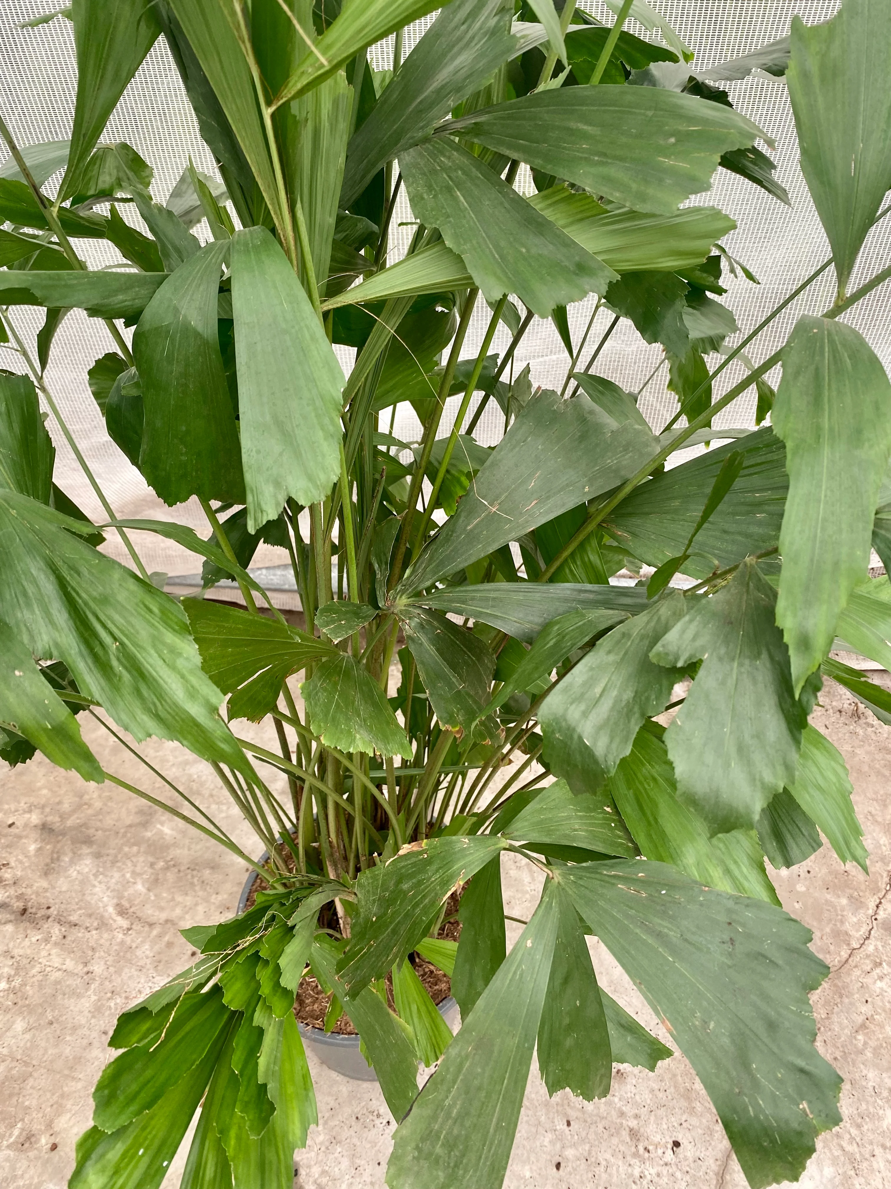 Caryota mitis (Groggy Zweige)