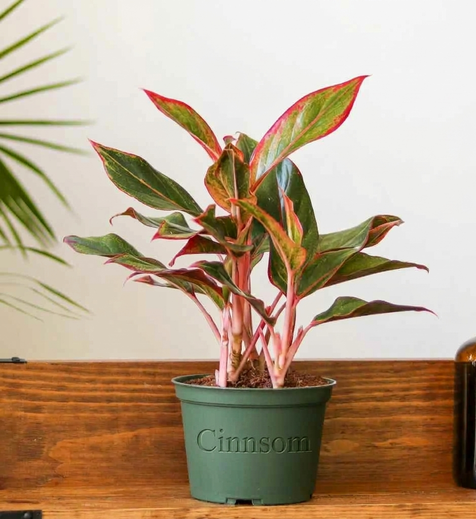 Aglaonema 'Siam Aurora Red' Chinesischer Immergrüner Baum