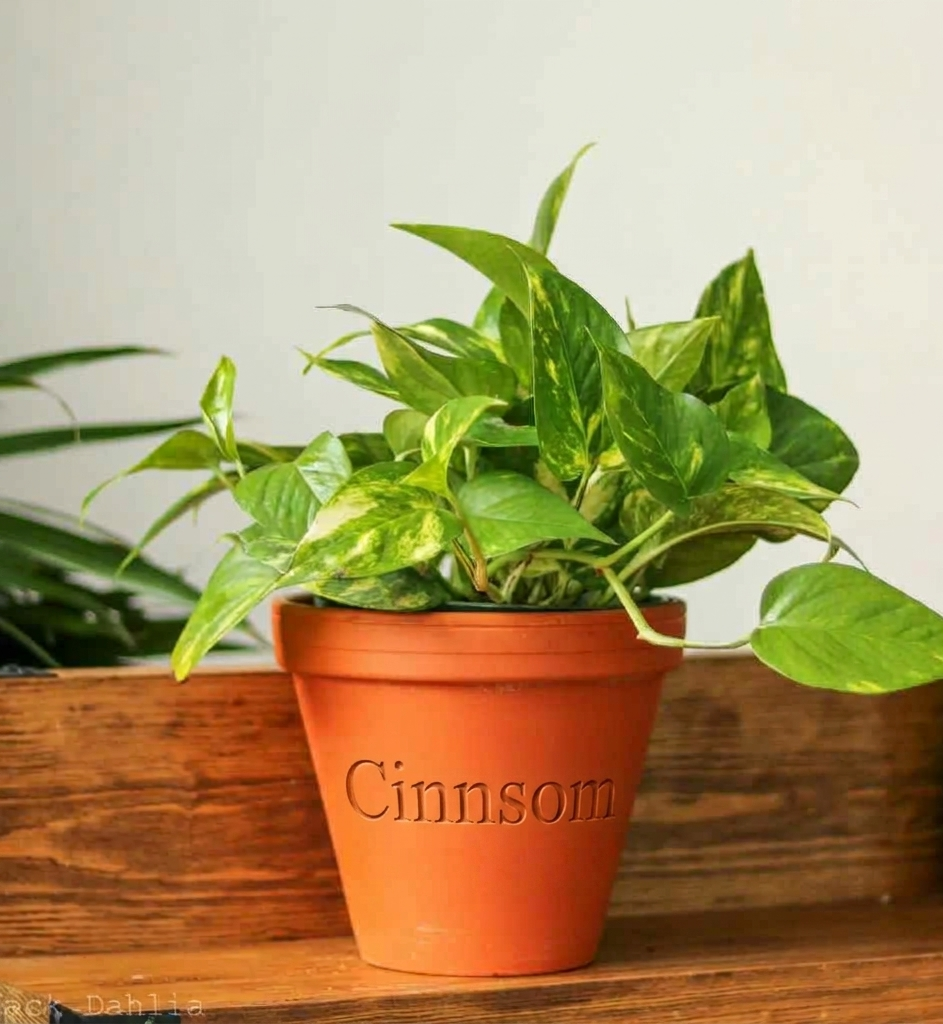 Epipremnum Aureum 'Golden Pothos'