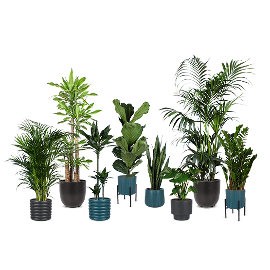 Mitarbeiter des Monats