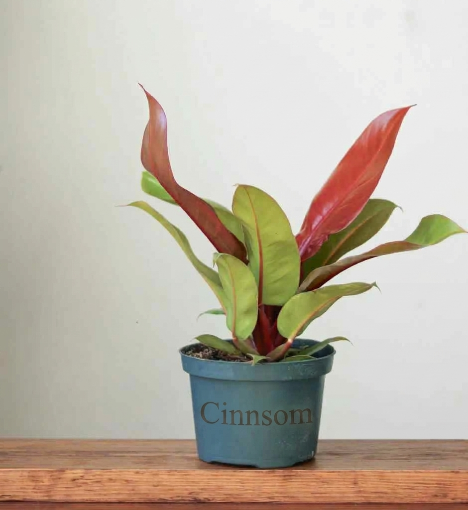 Philodendron 'Prince of Orange' - Verschiedene Größen