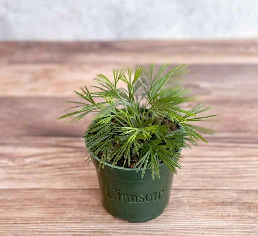 Actiniopteris australis - Wimpernfarn - 4 Zoll