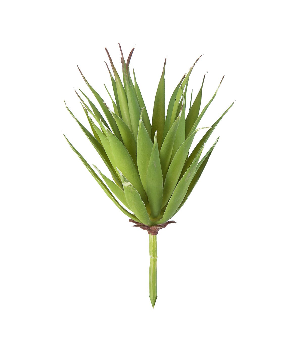 6 Green Aloe Vera Pick by Bloom Room