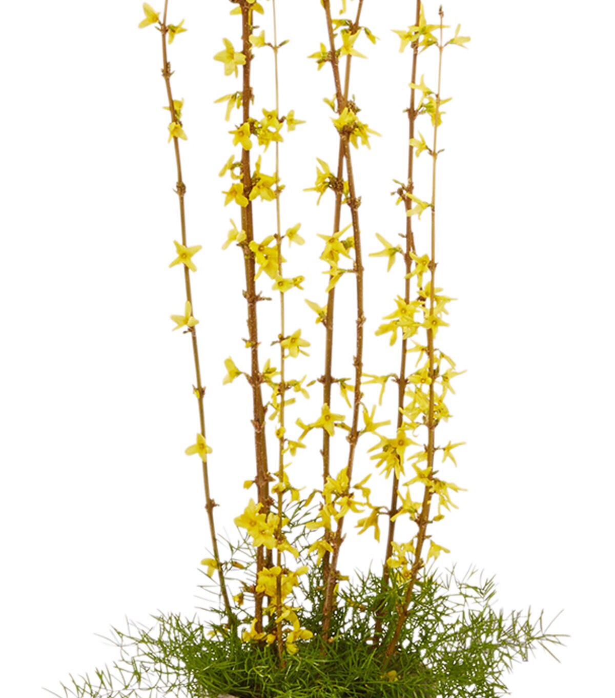 OASIS Ecossentials Designer Ellipse Vase